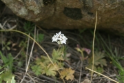 prairie starflower (Lithophragma parviflorum)
