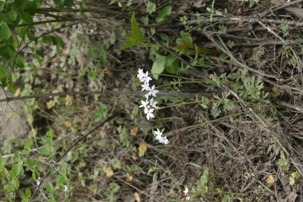 prairie starflower (Lithophragma parviflorum)