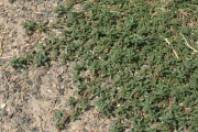 prostrate pigweed (Amaranthus blitoides)
