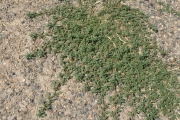 prostrate pigweed (Amaranthus blitoides)