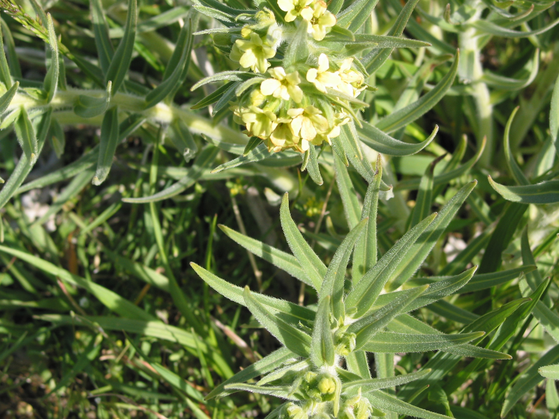 puccoon, wayside gromwell (Lithospermum ruderale)