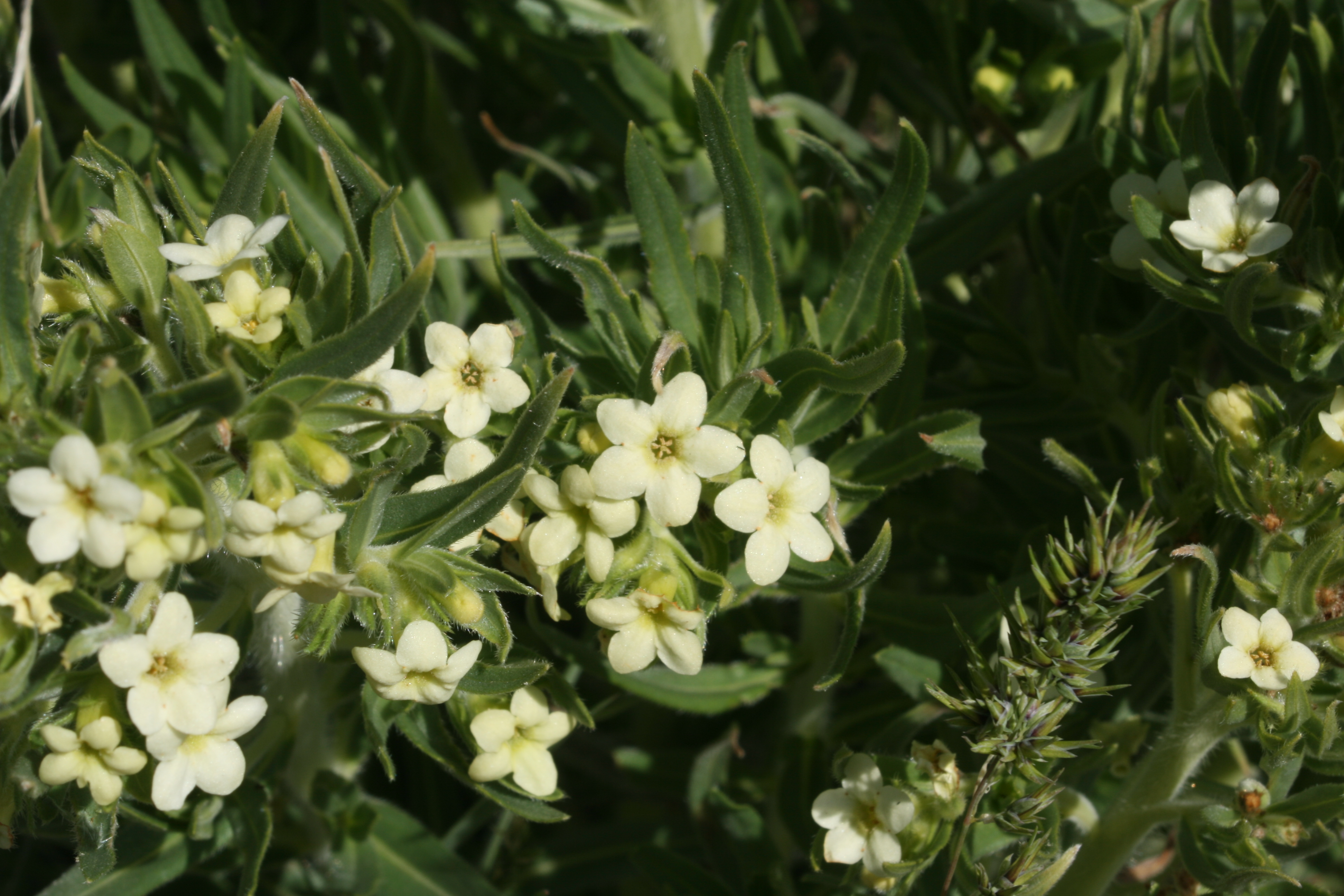 puccoon, wayside gromwell (Lithospermum ruderale)