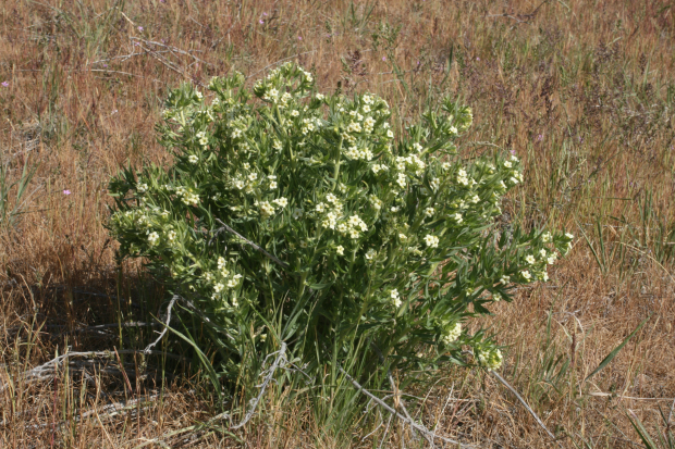puccoon, wayside gromwell (Lithospermum ruderale)