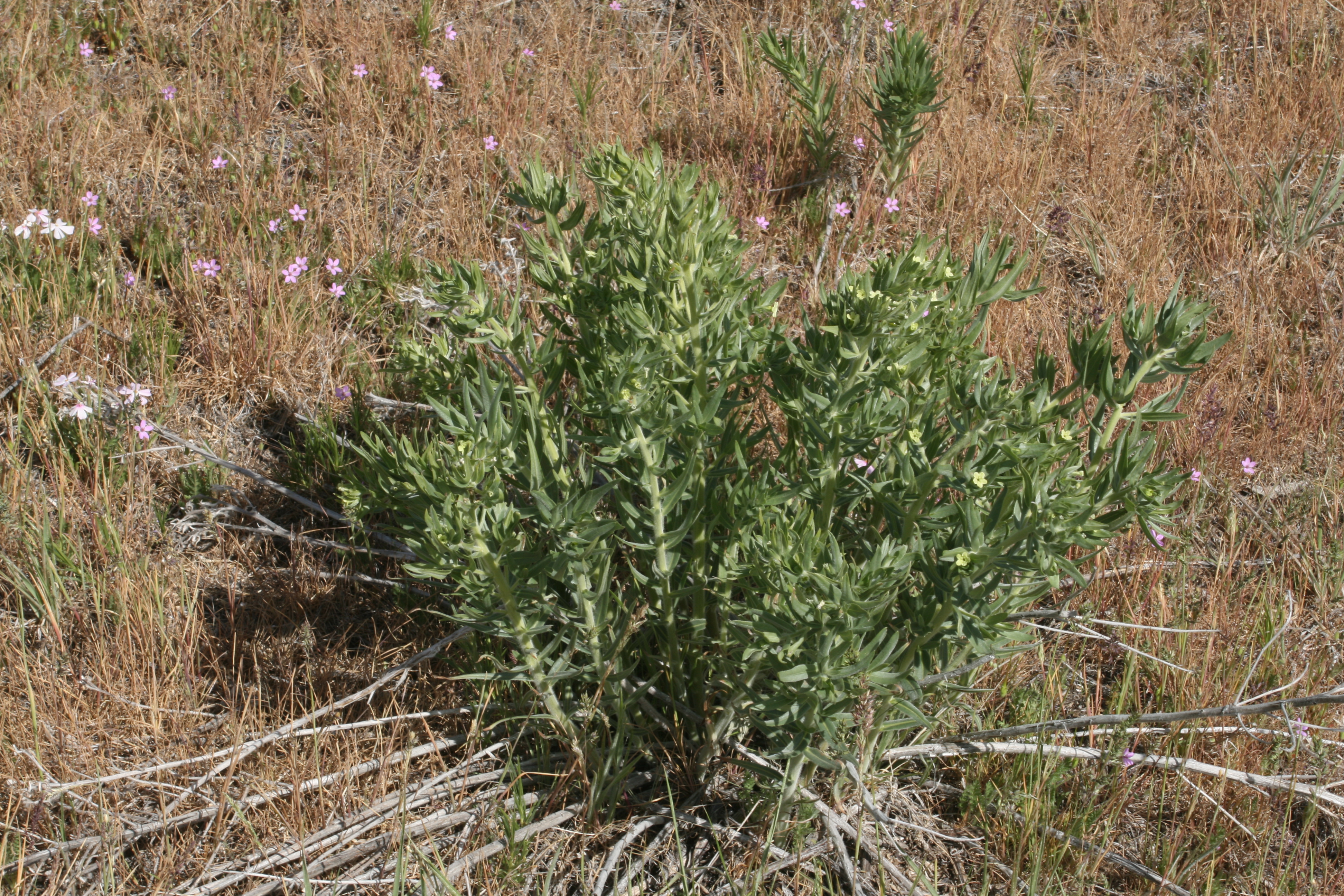 puccoon, wayside gromwell (Lithospermum ruderale)