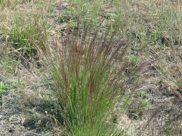 purple threeawn grass (Aristida purpurea)
