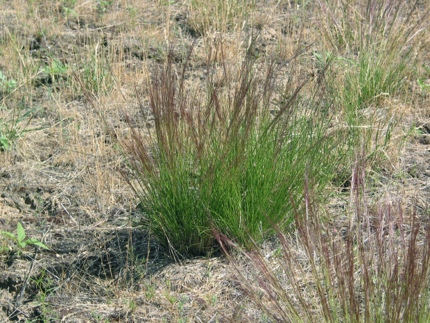purple threeawn grass (Aristida purpurea)
