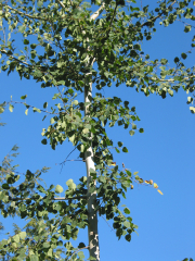 Quaking aspen (Populus tremuloides) looking up from below. 