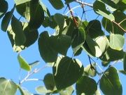 Quaking aspen (Populus tremuloides) branch.