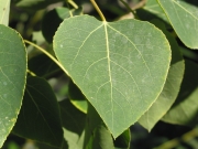 Quaking aspen (Populus tremuloides) closeup of a leaf.