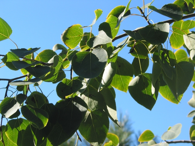 Quaking aspen (Populus tremuloides)