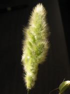 Rabbitsfoot (Polypogon Monspeliensis)
