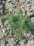 red globe mallow (Sphaeralcea coccinea)
