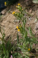 Rigid Fiddleneck (Amsinckia retrorsa)