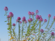 Rocky Mountain Beeplant (Cleome serrulata)