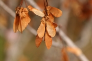 rocky mountain maple (Acer glabrum) 