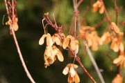 rocky mountain maple (Acer glabrum) 