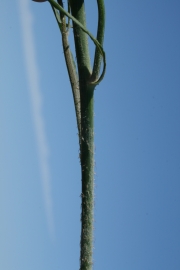 rush skeletonweed (Chondrilla juncea)