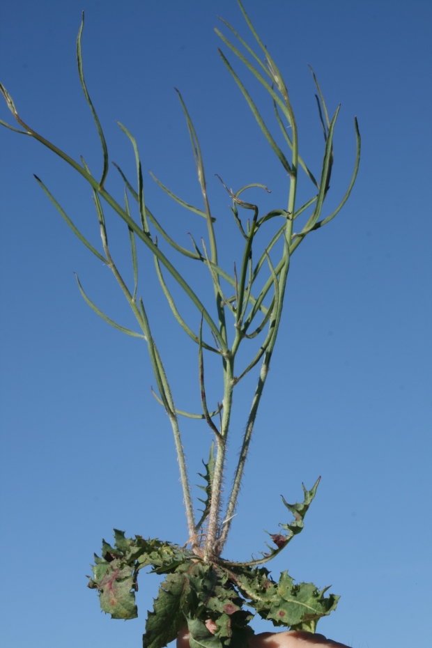 rush skeletonweed (Chondrilla juncea)