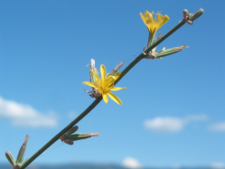 rush skeletonweed (Chondrilla juncea) 