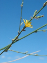 rush skeletonweed (Chondrilla juncea) 