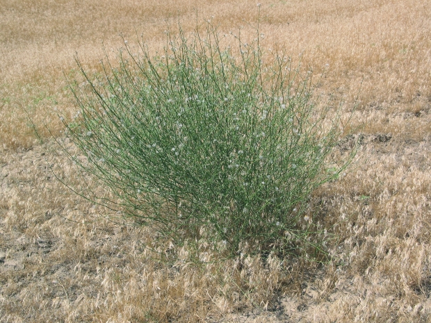 rush skeletonweed (Chondrilla juncea) 