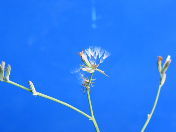 rush skeletonweed (Chondrilla juncea)
