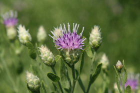 Russian knapweed, hardheads (Acroptilon repens)