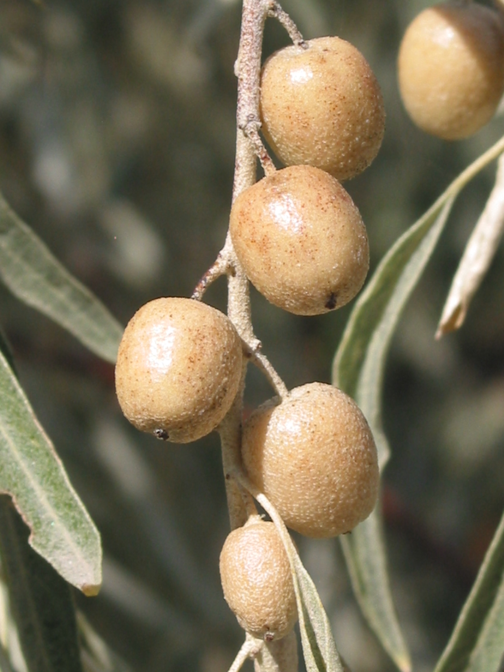 Russian Olive (Elaeagnus angustifolia)