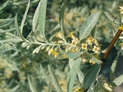 Russian Olive (Elaeagnus angustifolia)