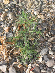 Russian thistle, tumbleweed (Salsola kali)