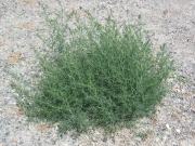 Russian thistle, tumbleweed (Salsola kali)
