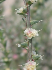 Russian thistle, tumbleweed (Salsola kali)