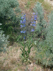 sand-dune penstemon, sand-hill penstemon (Penstemon acuminatus)