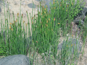 Scouringrush (Equisetum hyemale)