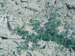 Searl's prairie clover (Dalea searlsiae) 
