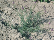 Searl's prairie clover (Dalea searlsiae) 