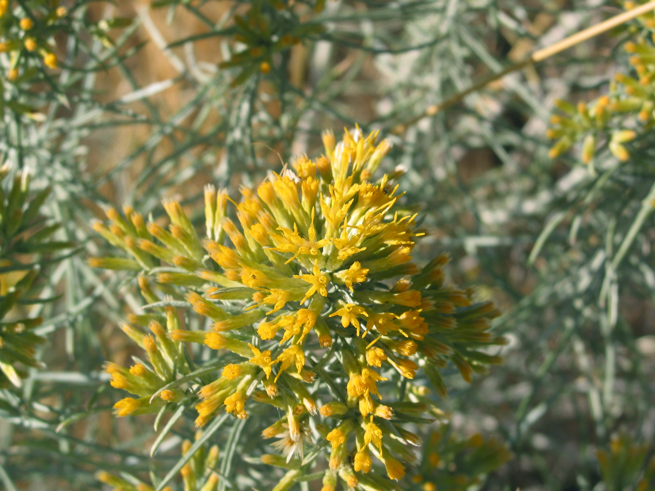 Gray rabbitbrush (Ericameria nauseosa)
