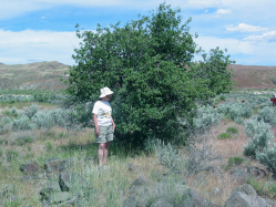 Serviceberry (Amelanchier alnifolia)