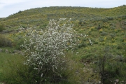 serviceberry (Amelanchier alnifolia)