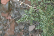 shadscale saltbush (Atriplex confertifolia )