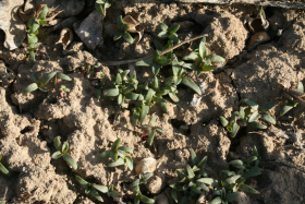 sharpleaf penstemon, sanddune penstemon, sandhill penstemon, sand penstemon (Penstemon acuminatus)