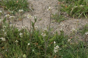 shepherds purse (Capsella bursa-pastoris)