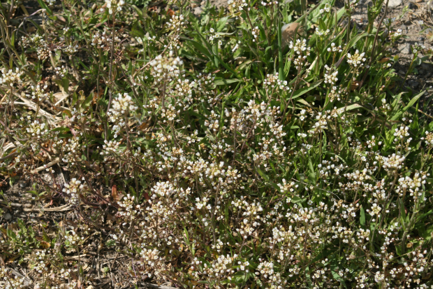 shepherds purse (Capsella bursa-pastoris)