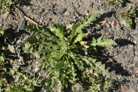 shepherds purse (Capsella bursa-pastoris)