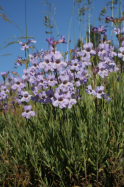 Short-lobed Penstemon (Penstemon Seorsus)