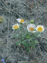 showy townsend daisy (Townsendia florifer)