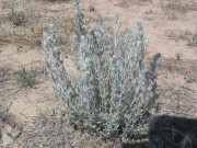 silver sagebrush (Artemisia cana)