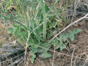 rush skeletonweed (Chondrilla juncea) 