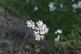 slender fringe cup (Lithophragma bulbiferum)