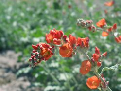 small flower globe mallow (Sphaeralcea parvifolia)